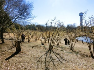 古代蓮の里のロウバイ