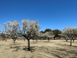 古代蓮の里梅林