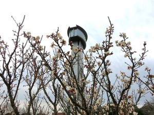 古代蓮の里の梅